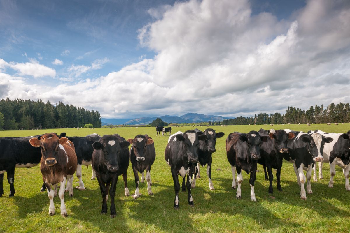 Brasil mira novos parceiros para o agro após tarifa de Trump — veja os principais candidatos