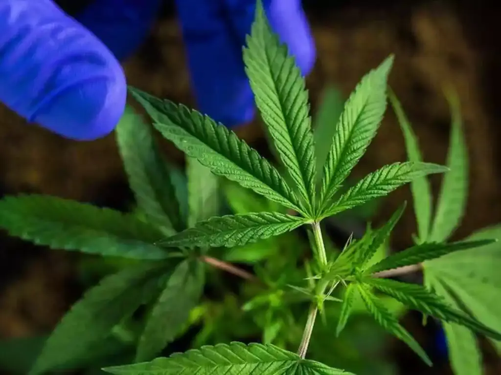 Mercado de maconha no Brasil cresce com liberação do STF Mercado de maconha no Brasil cresce com liberação do STF