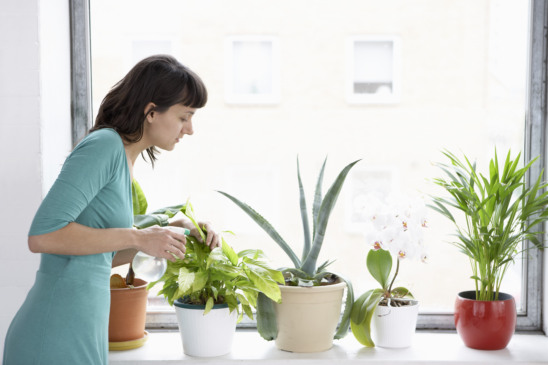 As 5 melhores plantas para quem quer um apartamento verde