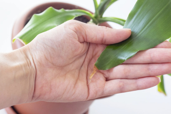 A razão oculta por trás das pontas secas nas folhas das suas plantas
