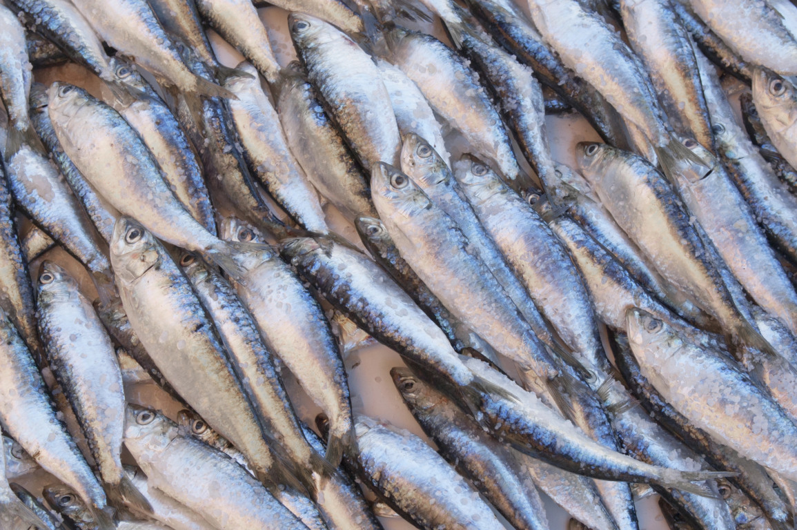 Esqueça o Salmão! Este peixe brasileiro é o VERDADEIRO rei do Ômega-3