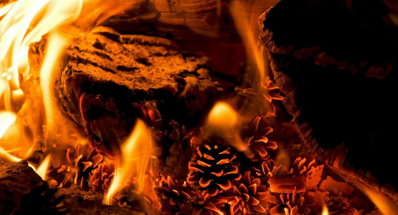 Sob Lula, desmatamento na Amazônia dispara 91% em um mês; "Artistas se calam", criticam internautas